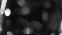 Areál koupaliště Holešov