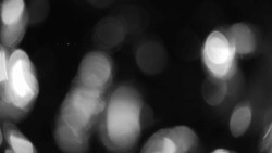 Areál koupaliště Holešov