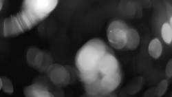 Areál koupaliště Holešov