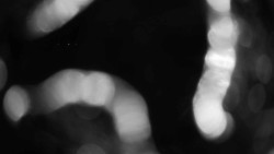 Areál koupaliště Holešov