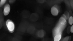 Areál koupaliště Holešov