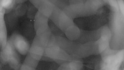 Areál koupaliště Holešov