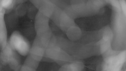 Areál koupaliště Holešov