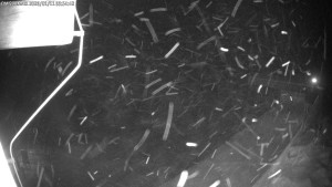 Dolní Morava - Chata Slaměnka - 11.1.2026 v 04:00 Dolní Morava - Chata Slaměnka - 11.1.2026 v 04:00