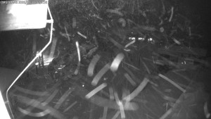 Dolní Morava - Chata Slaměnka - 11.1.2026 v 17:00 Dolní Morava - Chata Slaměnka - 11.1.2026 v 17:00