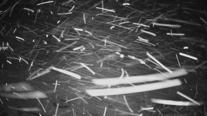 Horské atrakce Ramzová - Horské atrakce Ramzová - 14.2.2026 v 22:30 Horské atrakce Ramzová - Horské atrakce Ramzová - 14.2.2026 v 22:30