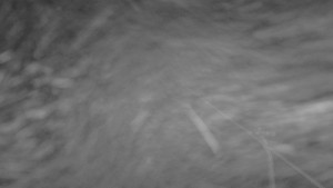 Snow park Paprsek - Lanovka - pohled nahoru - 15.12.2025 v 01:00 Snow park Paprsek - Lanovka - pohled nahoru - 15.12.2025 v 01:00