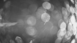 Lanovka - pohled dolů