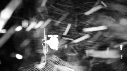 Horská služba - Ovčárna - Praděd