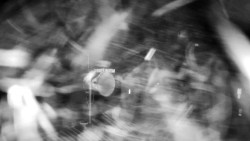 Horská služba - Ovčárna - Praděd