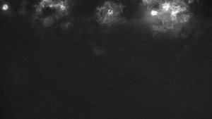 Ski klub RD Rýmařov - Areál ski klubu - 11.2.2026 v 02:30 Ski klub RD Rýmařov - Areál ski klubu - 11.2.2026 v 02:30