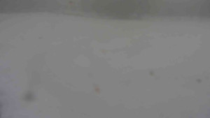 Ski klub RD Rýmařov - Areál ski klubu - 11.2.2026 v 08:00 Ski klub RD Rýmařov - Areál ski klubu - 11.2.2026 v 08:00