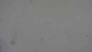 Ski klub RD Rýmařov - Areál ski klubu - 11.2.2026 v 14:00 Ski klub RD Rýmařov - Areál ski klubu - 11.2.2026 v 14:00