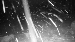 Běžecký lyžařský areál Nová Ves