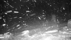 Běžecký lyžařský areál Nová Ves