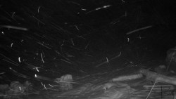 Běžecký lyžařský areál Nová Ves