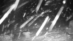 Běžecký lyžařský areál Nová Ves