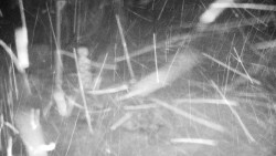 Běžecký lyžařský areál Nová Ves - horní část