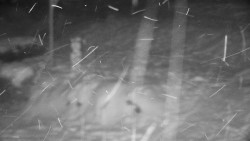 Běžecký lyžařský areál Nová Ves - horní část