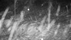 Běžecký lyžařský areál Nová Ves - horní část