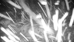 Běžecký lyžařský areál Nová Ves - horní část