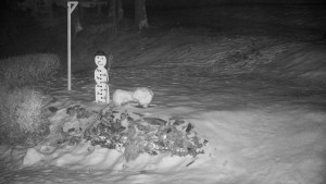 Chata Myslivna SKP Olomouc - Běžecký lyžařský areál Nová Ves - horní část - 13.2.2026 v 00:00 Chata Myslivna SKP Olomouc - Běžecký lyžařský areál Nová Ves - horní část - 13.2.2026 v 00:00