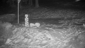 Chata Myslivna SKP Olomouc - Běžecký lyžařský areál Nová Ves - horní část - 16.2.2026 v 01:00 Chata Myslivna SKP Olomouc - Běžecký lyžařský areál Nová Ves - horní část - 16.2.2026 v 01:00