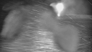 Skiareál Karolinka - Otočná kamera na sjezdovce - 25.12.2025 v 04:40 Skiareál Karolinka - Otočná kamera na sjezdovce - 25.12.2025 v 04:40