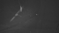 Troják - Maruška - Rozhledna