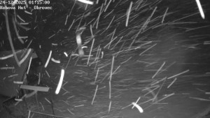 Ski areál Kubova Huť - Pod Obrovcem - 24.12.2025 v 01:15 Ski areál Kubova Huť - Pod Obrovcem - 24.12.2025 v 01:15