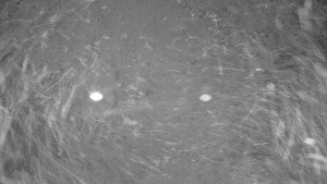 Ski areál Branná - Ski areál Branná - 12.12.2025 v 02:02 Ski areál Branná - Ski areál Branná - 12.12.2025 v 02:02