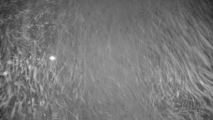 Ski areál Branná - Ski areál Branná - 21.12.2025 v 02:10 Ski areál Branná - Ski areál Branná - 21.12.2025 v 02:10