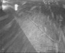 Přístaviště Hodonín