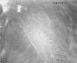 Přístaviště Hodonín