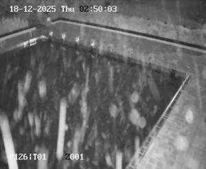 Koupaliště Petynka - Hlavní bazén - 18.12.2025 v 01:45 Koupaliště Petynka - Hlavní bazén - 18.12.2025 v 01:45