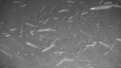 Ski Branná - horní kamera