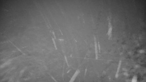 Červenohorské sedlo - Sjezdovka "spojka" - 9.12.2025 v 02:00 Červenohorské sedlo - Sjezdovka "spojka" - 9.12.2025 v 02:00