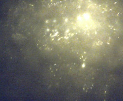 Přístaviště Petrov