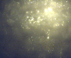 Přístaviště Petrov