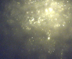 Přístaviště Petrov