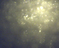 Přístaviště Petrov