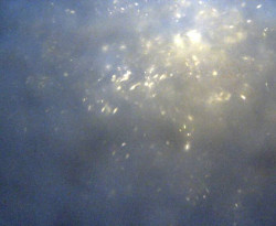 Přístaviště Petrov