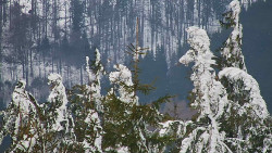 Chata Severka - Dolní Lomná