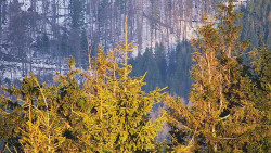 Chata Severka - Dolní Lomná