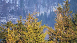 Chata Severka - Dolní Lomná