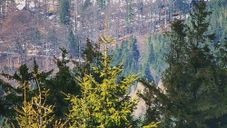 Chata Severka - Dolní Lomná