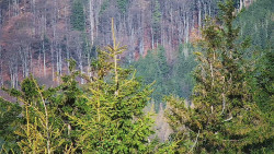 Chata Severka - Dolní Lomná