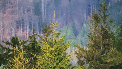 Chata Severka - Dolní Lomná