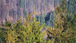 Chata Severka - Dolní Lomná