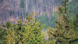 Chata Severka - Dolní Lomná